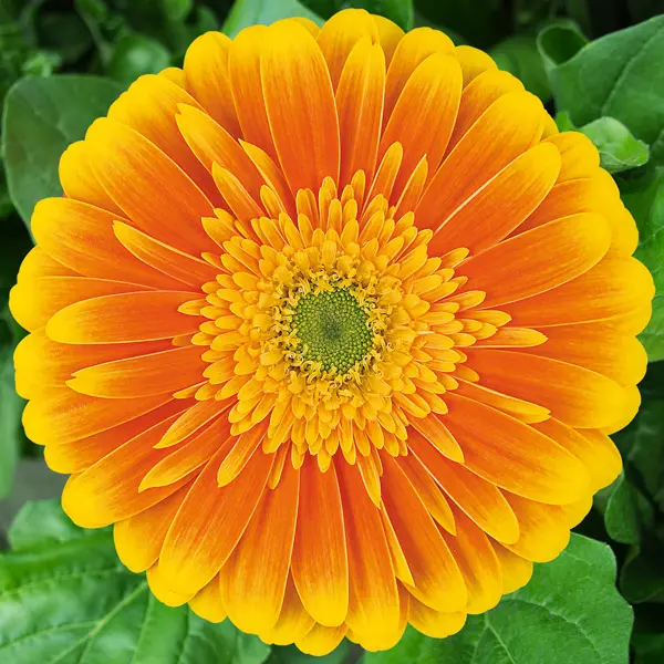 Gerbera Souvenir Gerbera Souvenir