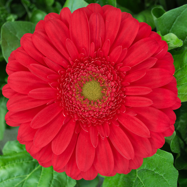 Gerbera Treasure Gerbera Treasure