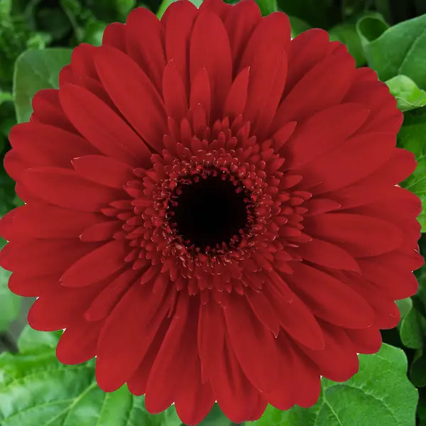 Gerbera Valerie Gerbera Valerie
