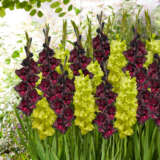 Gladioli Black And Green Blend Gladioli Black And Green Blend