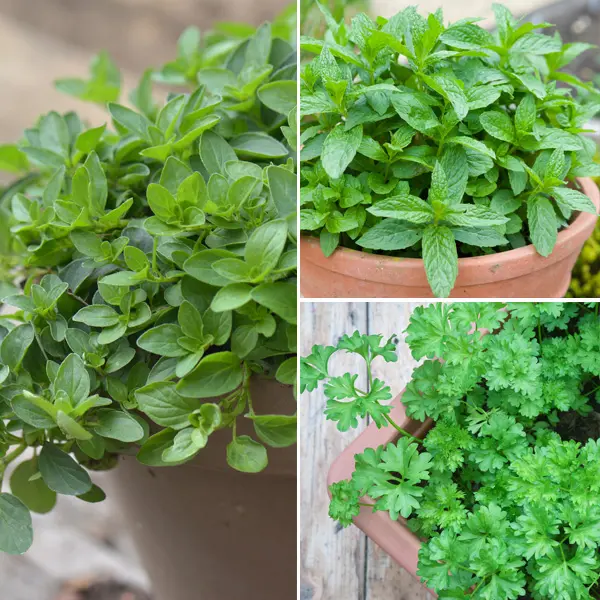 Herb Collection