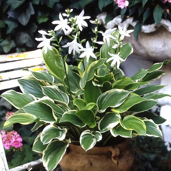 Hosta So Sweet Hosta So Sweet