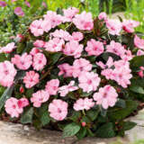Sunpatiens Impatiens Blush Collection