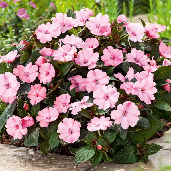 Sunpatiens Impatiens Blush Collection Sunpatiens Impatiens Blush Collection