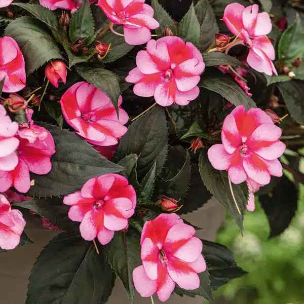 Sunpatiens Compact Red Candy Sunpatiens Compact Red Candy
