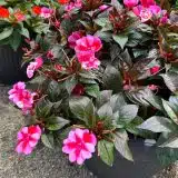 Impatiens Sunpatiens Compact Red Candy P68sunpcrc 2026 - Garden Express Australia