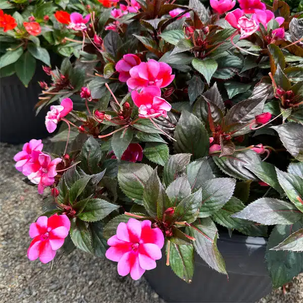 Sunpatiens Compact Red Candy Sunpatiens Compact Red Candy
