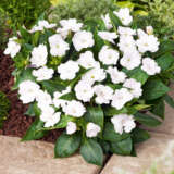 Sunpatiens Impatiens Blush Collection