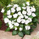 Sunpatiens Impatiens Blush Collection Sunpatiens Impatiens Blush Collection
