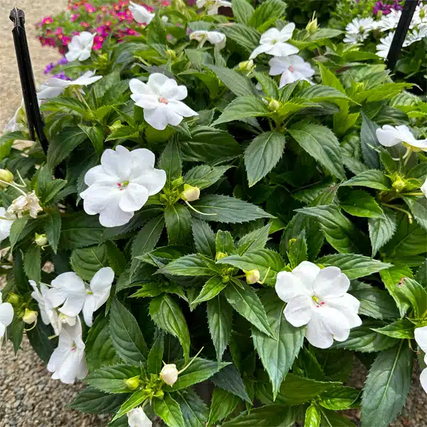 Sunpatiens Compact White Sunpatiens Compact White