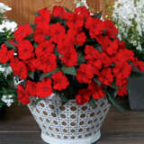 Sunpatiens Impatiens Bold Collection
