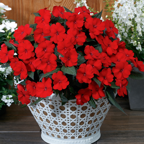 Sunpatiens Impatiens Bold Collection