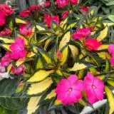 Sunpatiens Compact Tropical Rose Sunpatiens Compact Tropical Rose