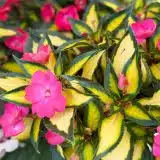 Impatiens Sunpatiens Compact Tropical Rose 2026 - Garden Express Australia