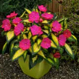 Sunpatiens Compact Tropical Rose Sunpatiens Compact Tropical Rose