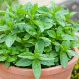 Herb Collection Herb Collection