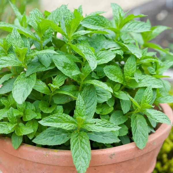 Herb Collection