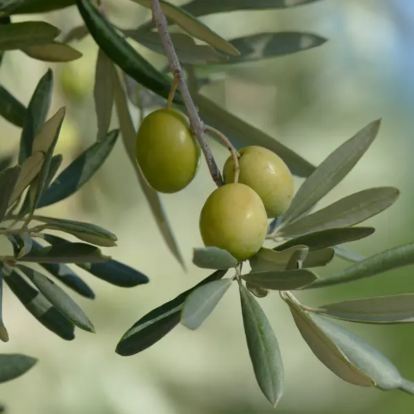Olive Verdale Olive Verdale
