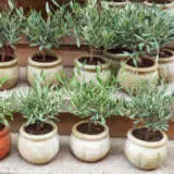 Olive Verdale Collection Olive Verdale Collection