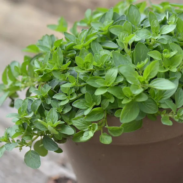 Herb Collection