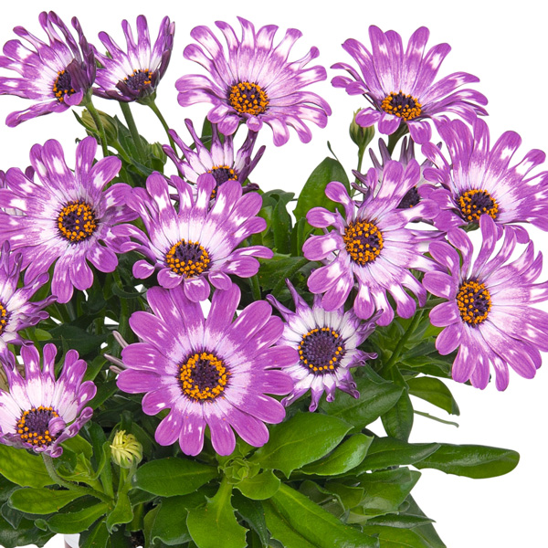 Osteospermum Margarita Purple Spoon Osteospermum Margarita Purple Spoon