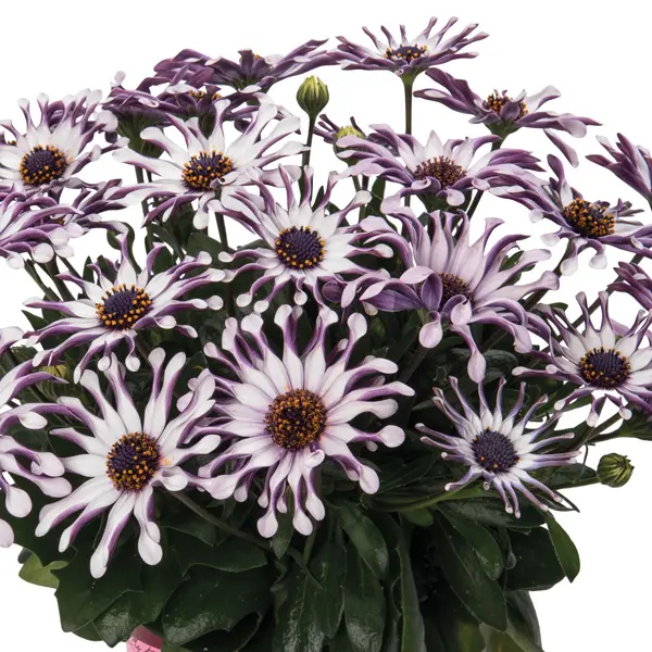 Osteospermum Margarita White Spoon Osteospermum Margarita White Spoon