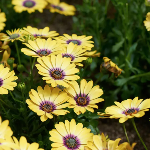 Osteospermum Pop Eye Light Yellow And Purple Osteospermum Pop Eye Light Yellow And Purple