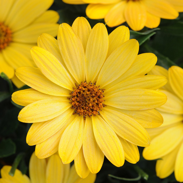 Osteospermum Serenity Deep Yellow Osteospermum Serenity Deep Yellow