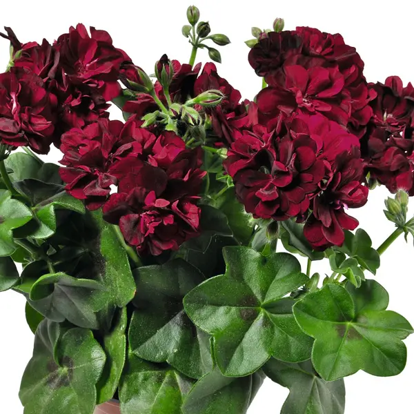 Pelargonium Great Balls Of Fire Burgundy Pelargonium Great Balls Of Fire Burgundy