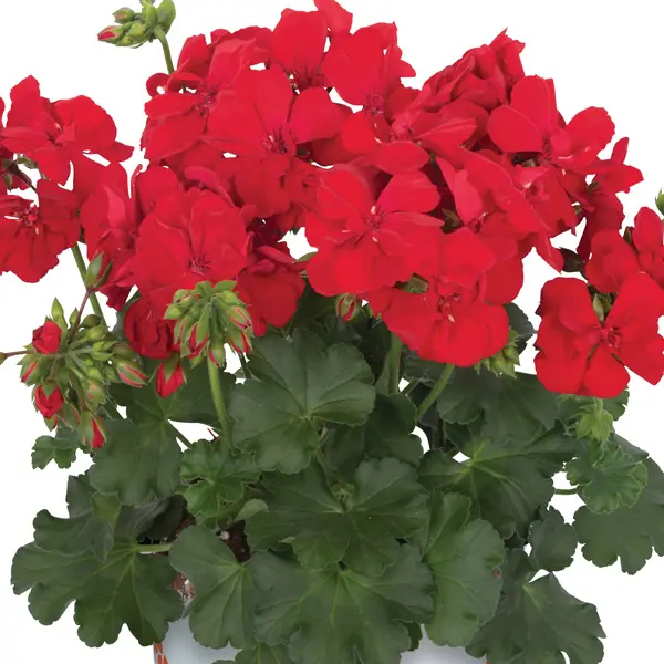 Pelargonium Santana Dark Red Pelargonium Santana Dark Red