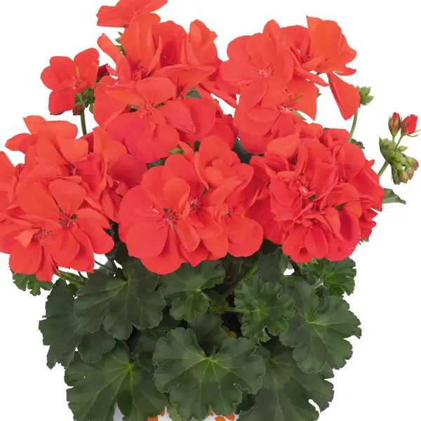 Pelargonium Santana Fire Pelargonium Santana Fire