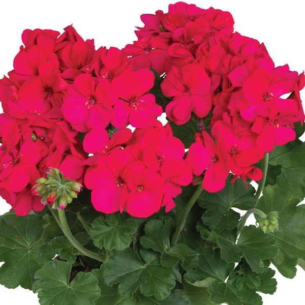 Pelargonium Santana Purple Pelargonium Santana Purple