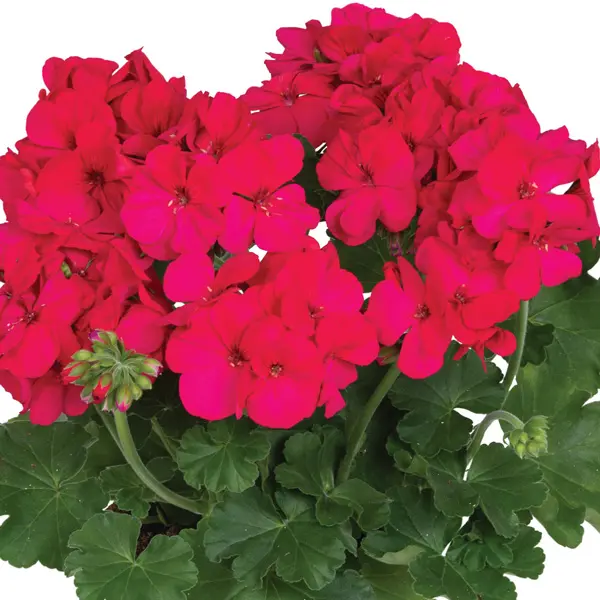 Pelargonium Santana Purple Pelargonium Santana Purple