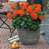 Pelargonium Savannah Oh So Orange Lplpelsoo - Garden Express Australia