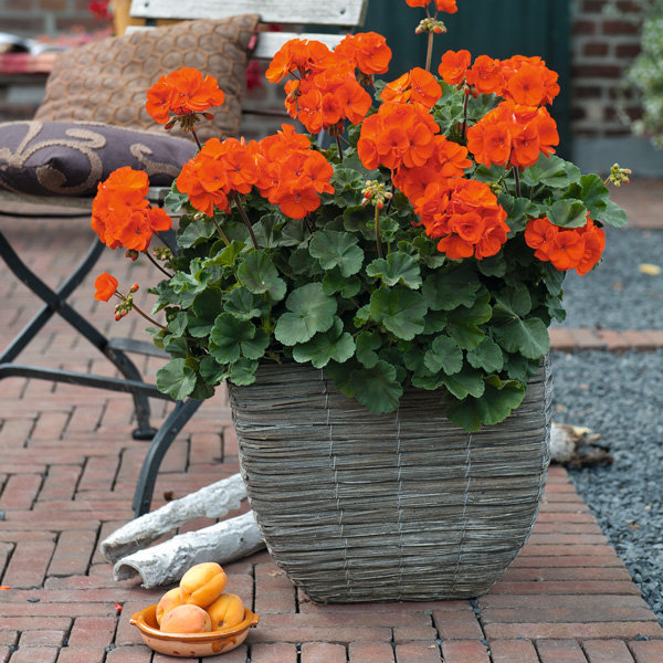Pelargonium Savannah Oh So Orange Pelargonium Savannah Oh So Orange