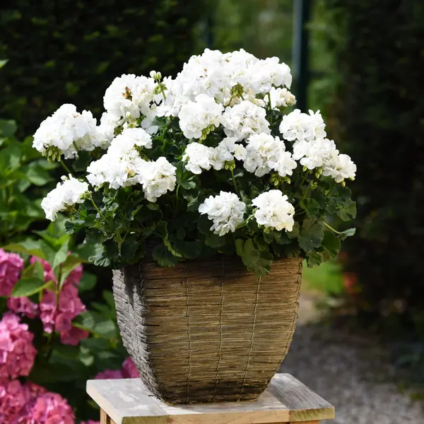 Pelargonium Santana White Pelargonium Santana White