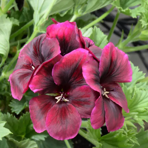 Pelargonium Solstice Chocolate Pelargonium Solstice Chocolate