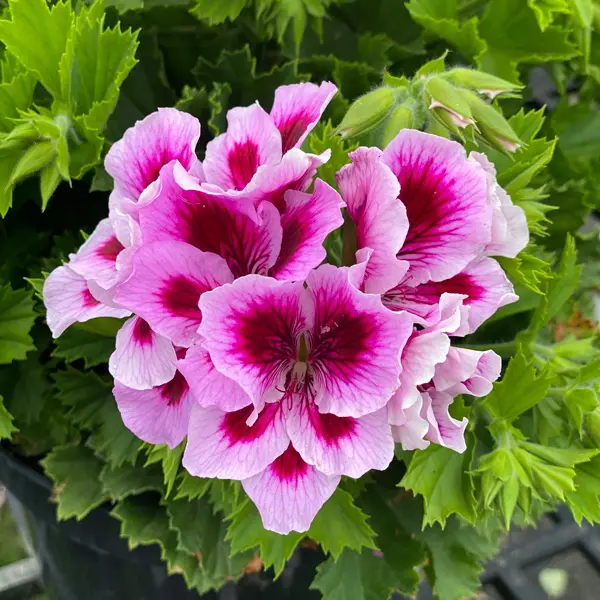 Pelargonium Solstice Lilac Pelargonium Solstice Lilac