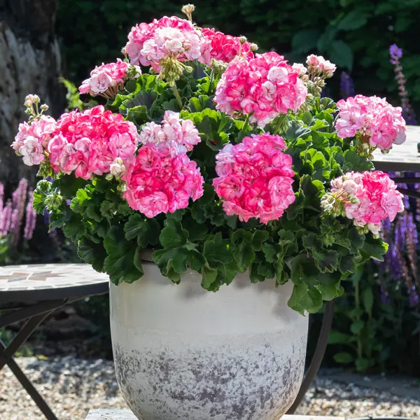 Pelargonium Survivor Idols Paperbloom Pelargonium Survivor Idols Paperbloom