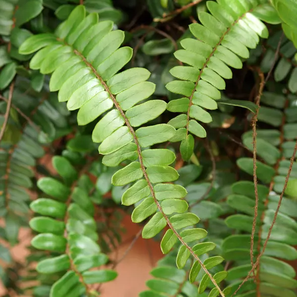 Pellaea Sickle Fern Pellaea Sickle Fern
