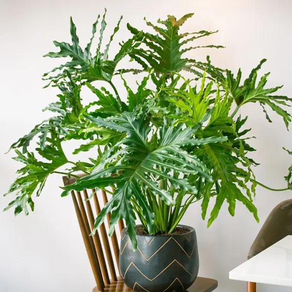 Philodendron Xanadu Philodendron Xanadu