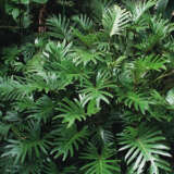 Philodendron Xanadu Philodendron Xanadu