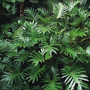 Philodendron Xanadu Philodendron Xanadu