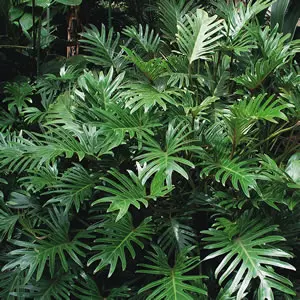 Philodendron Xanadu Philodendron Xanadu