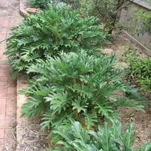 Philodendron Xanadu 68mm Philodendron Xanadu 68mm