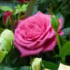 Bare Root vs. Potted Roses Pot Rose Jewels Violet - Garden Express Australia