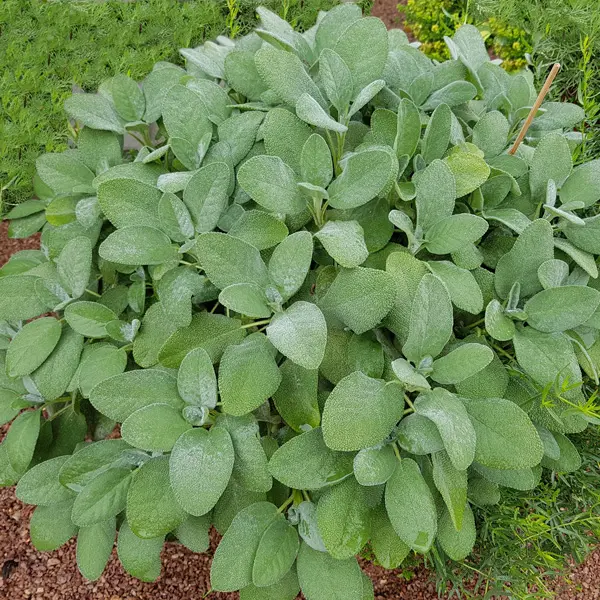 Sage Broadleaf Sage Broadleaf