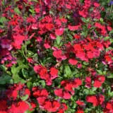 Salvia Mirage Collection Salvia Mirage Collection