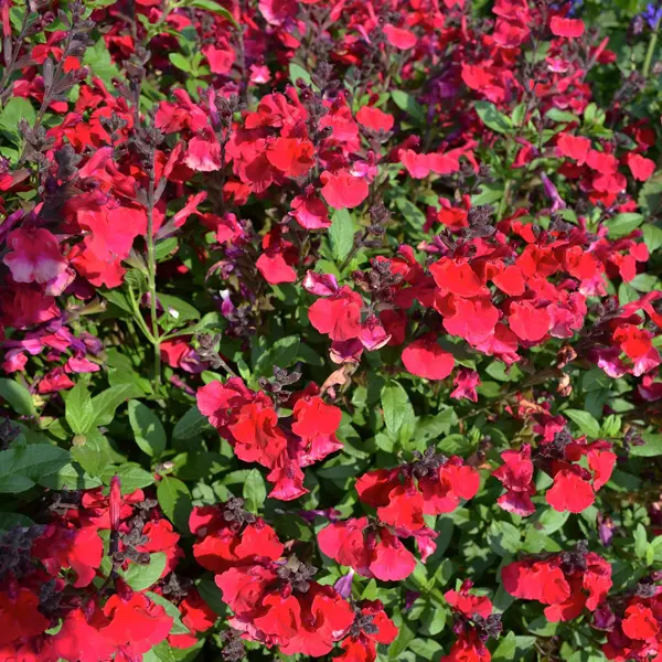 Salvia Mirage Collection Salvia Mirage Collection