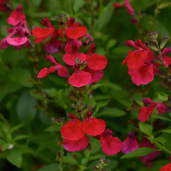 Salvia Mirage Cherry Red Salvia Mirage Cherry Red